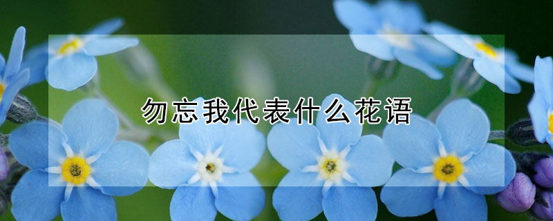 勿忘我代表什麼花語