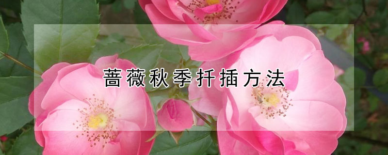 薔薇秋季扡插方法