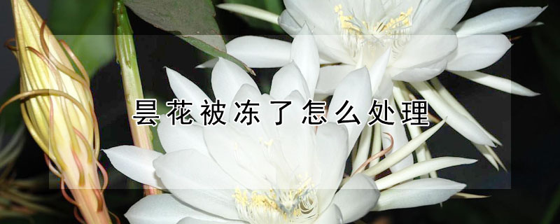 曇花被凍了怎麼處理