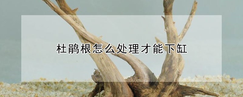 杜鵑根怎麼處理才能下缸