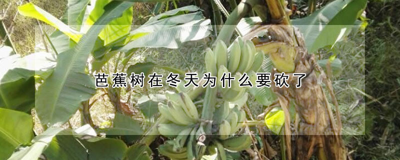 芭蕉樹在冬天為什麼要砍了