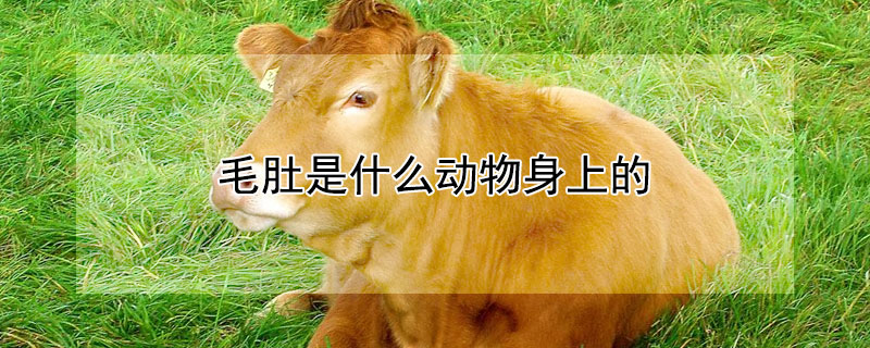 毛肚是什麼動物身上的