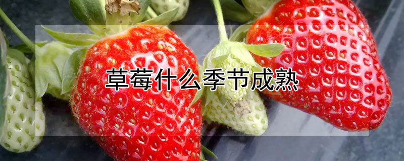 草莓什麼季節成熟