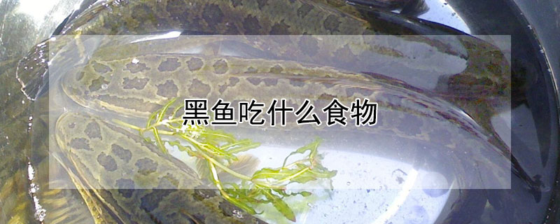 黑魚吃什麼食物