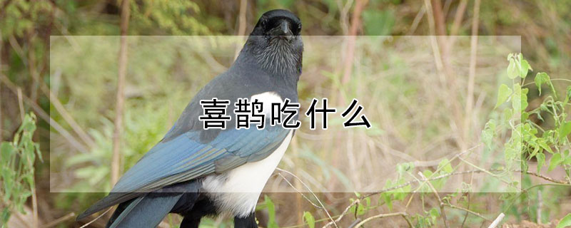 喜鵲吃什麼