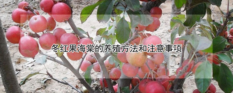 冬紅果海棠的養殖方法和注意事項