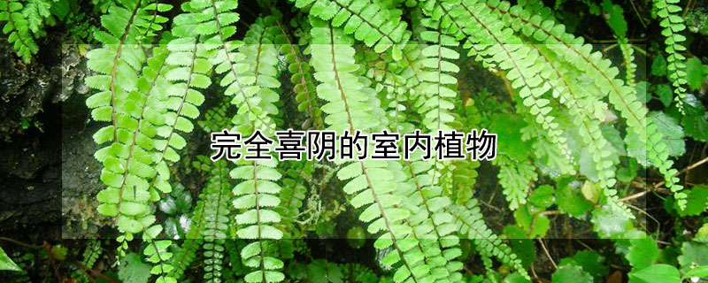 完全喜陰的室內植物