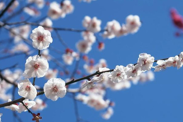 梅花冬季室內怎麼養