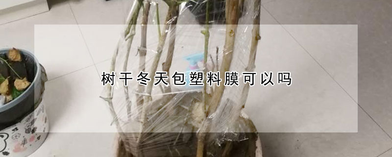 樹幹冬天包塑料膜可以嗎