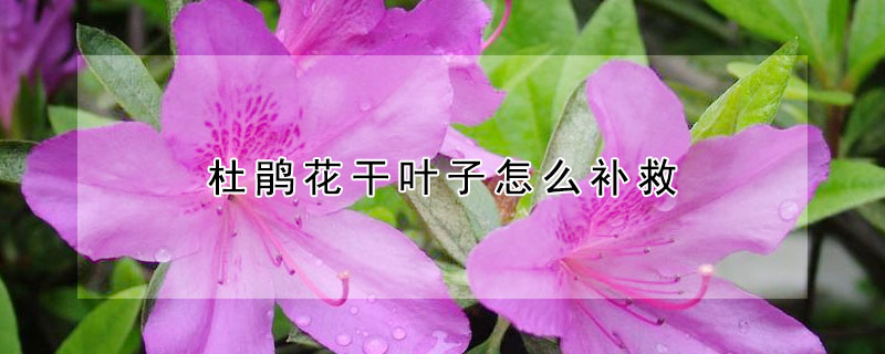 杜鵑花幹葉子怎麼補救