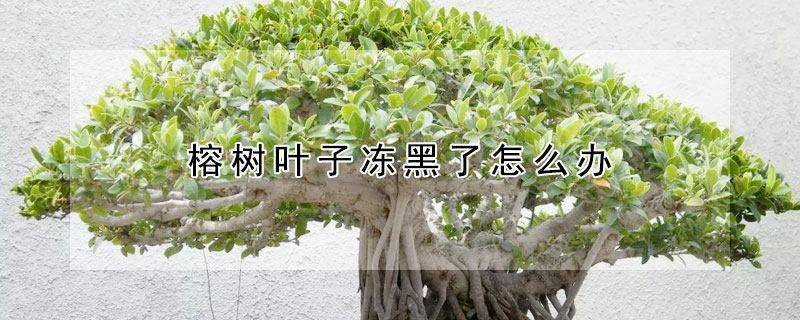 榕樹葉子凍黑了怎麼辦