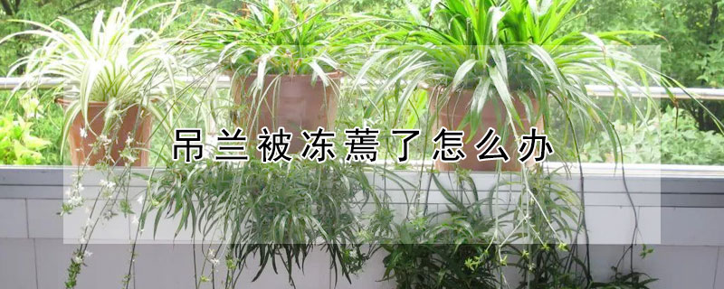 吊蘭被凍蔫了怎麼辦