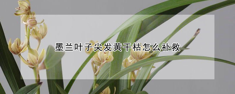 墨蘭葉子尖發黃幹枯怎麼補救