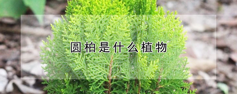 圓柏是什麼植物