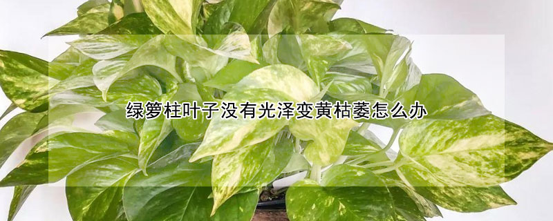 綠籮柱葉子沒有光澤變黃枯萎怎麼辦