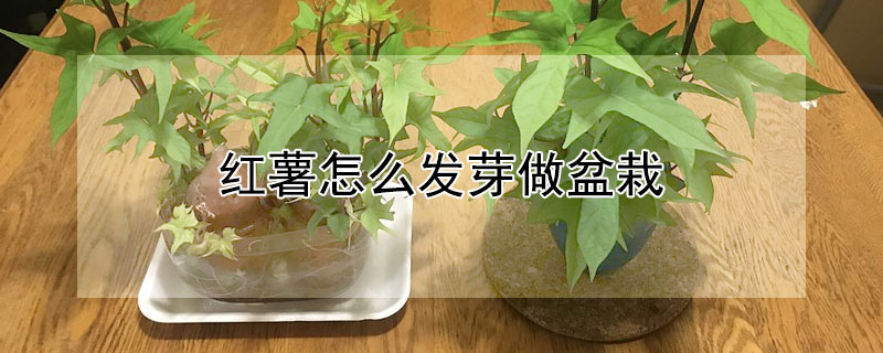 紅薯怎麼發芽做盆栽