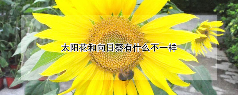 太陽花和向日葵有什麼不一樣