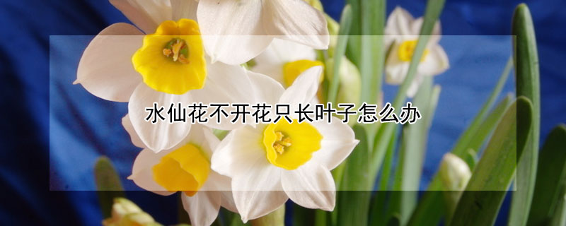 水仙花不開花隻長葉子怎麼辦