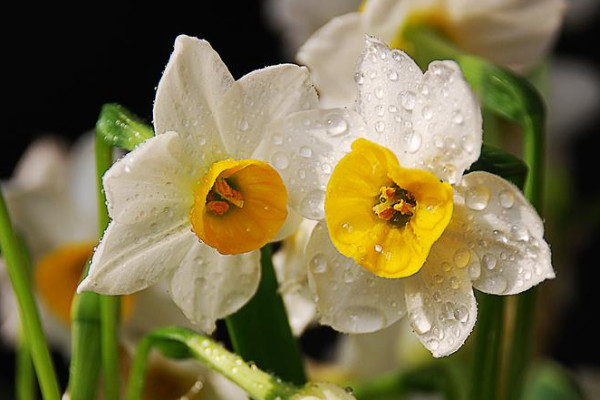 水仙花不開花隻長葉子怎麼辦