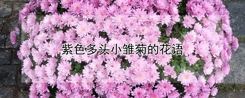 紫色多頭小雛菊的花語