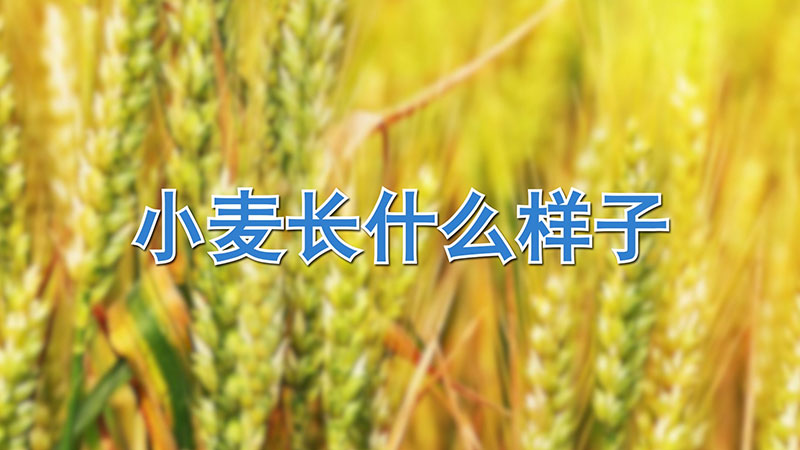 小麥長什麼樣子