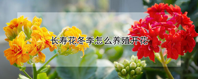 長壽花冬季怎麼養殖開花