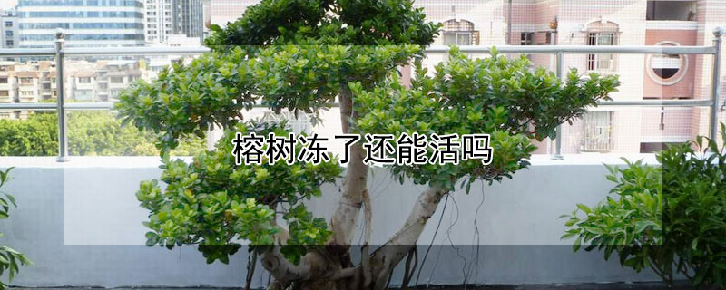 榕樹凍了還能活嗎