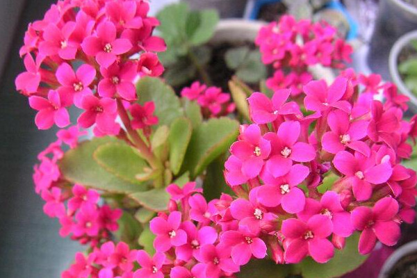 長壽花冬季怎麼養殖開花