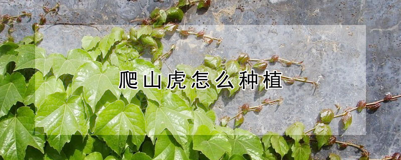 爬山虎怎麼種植