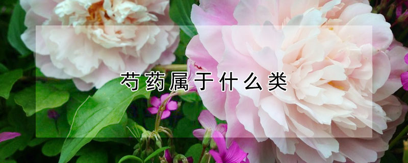 芍藥屬於什麼類