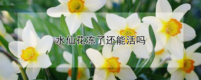 水仙花凍了還能活嗎