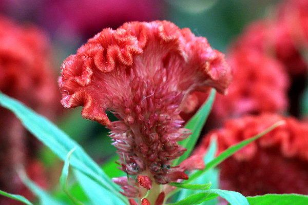 開紅花的植物