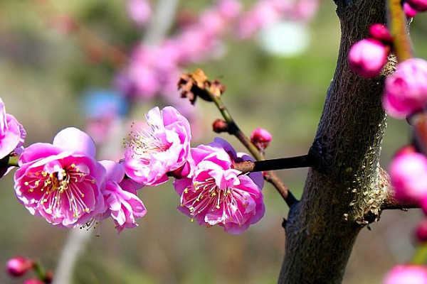 廣州梅花什麼時候開花