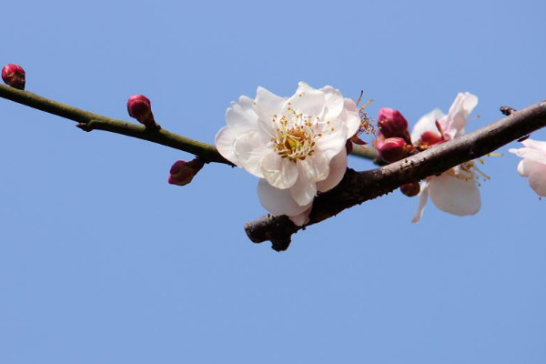 廣州梅花什麼時候開花