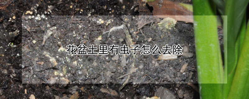 花盆土裏有蟲子怎麼去除