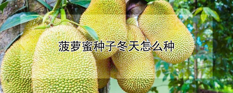 菠蘿蜜種子冬天怎麼種