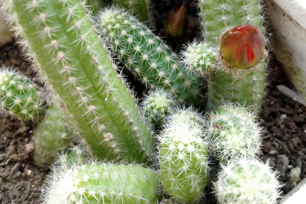 仙人指花卉怎麼養