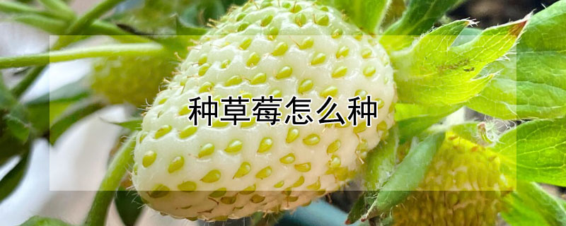 種草莓怎麼種