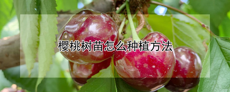 櫻桃樹苗怎麼種植方法