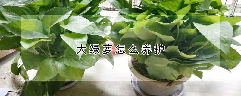 大綠蘿怎麼養護