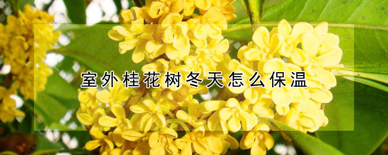 室外桂花樹冬天怎麼保溫