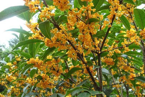 室外桂花樹冬天怎麼保溫