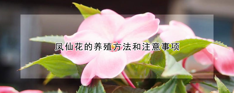 鳳仙花的養殖方法和注意事項