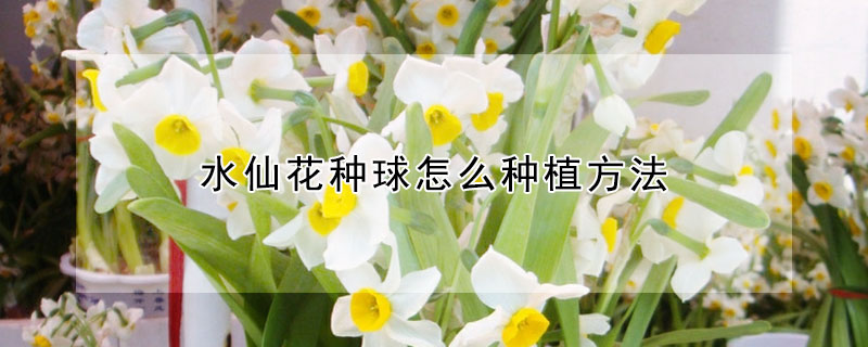 水仙花種球怎麼種植方法