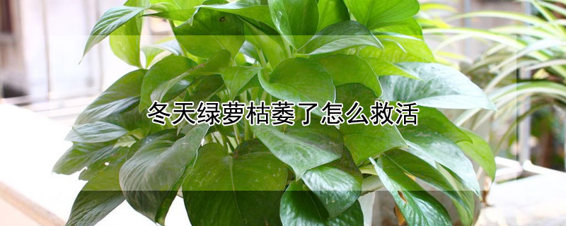 冬天綠蘿枯萎了怎麼救活