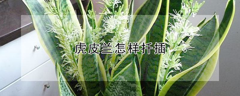 虎皮蘭怎樣扡插