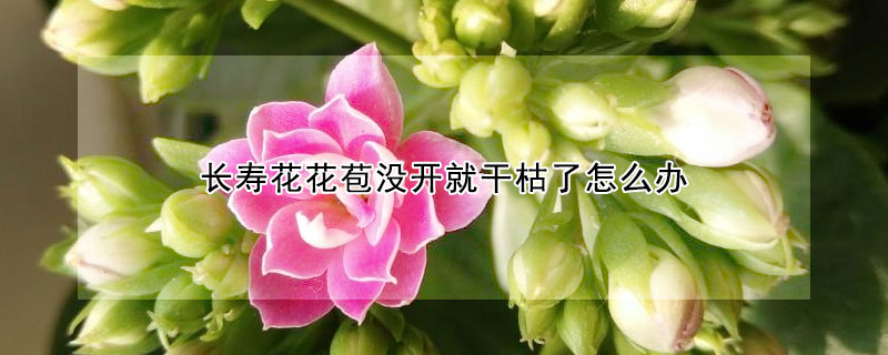 長壽花花苞沒開就幹枯了怎麼辦