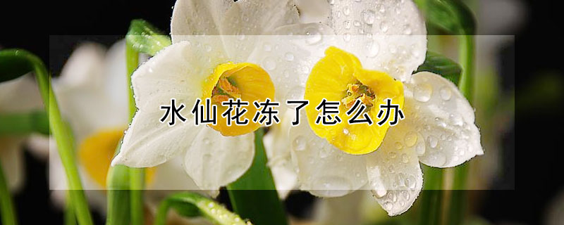 水仙花凍了怎麼辦