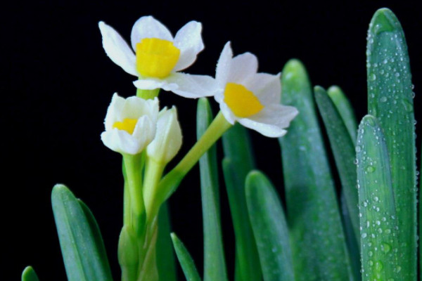 水仙花凍了怎麼辦