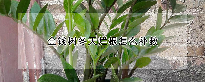 金錢樹冬天爛根怎麼補救